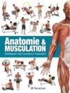 Anatomie & Musculation