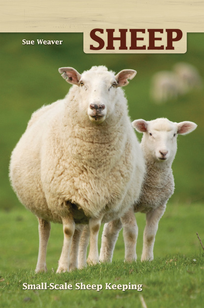 

Sheep