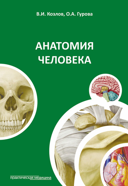 Ольга Гурова - Анатомия человека