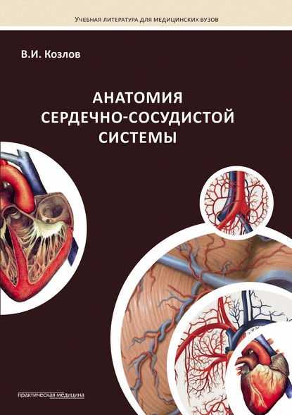 В. И. Козлов - Анатомия сердечно-сосудистой системы