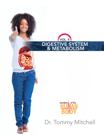 

Digestive System & Metabolism