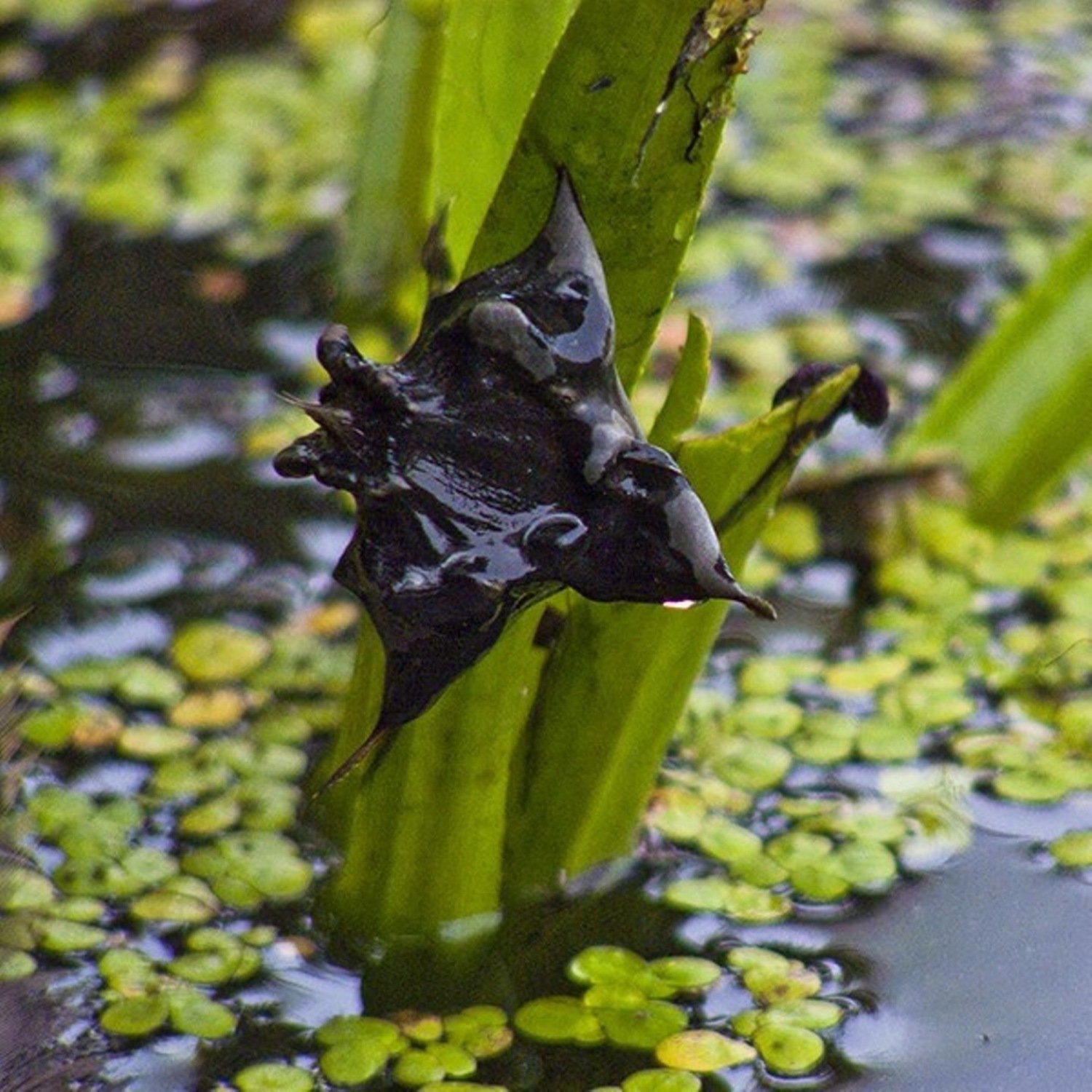 Водный орех