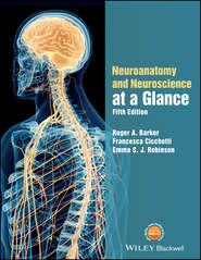 Neuroanatomy and Neuroscience at a Glance